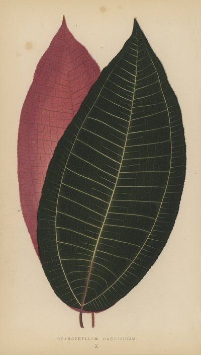 Cyanophyllum Magnificum by English School